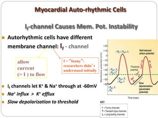 Myocardial Auto-rhythmic Cells
If-channel Causes Mem. Pot. Instability
 Autorhythmic cells have different
membrane channel: If - channel
 If channels let K+ & Na+ through at -60mV
 Na+ influx > K+ efflux
 Slow depolarization to threshold
allow
current
(= I ) to flow
f = “funny”:
researchers didn’t
understand initially
 