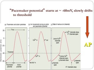 “Pacemaker potential” starts at ~ -60mV, slowly drifts
to threshold
AP
 