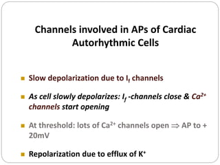 Channels involved in APs of Cardiac
Autorhythmic Cells
 Slow depolarization due to If channels
 As cell slowly depolarizes: If -channels close & Ca2+
channels start opening
 At threshold: lots of Ca2+ channels open  AP to +
20mV
 Repolarization due to efflux of K+
 