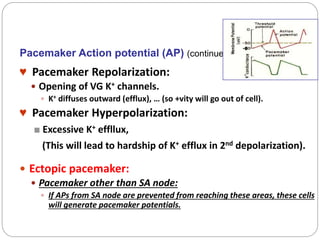 Pacemaker Action potential (AP) (continued)
♥ Pacemaker Repolarization:
 Opening of VG K+ channels.
 K+ diffuses outward (efflux), … (so +vity will go out of cell).
♥ Pacemaker Hyperpolarization:
■ Excessive K+ effllux,
(This will lead to hardship of K+ efflux in 2nd depolarization).
 Ectopic pacemaker:
 Pacemaker other than SA node:
 If APs from SA node are prevented from reaching these areas, these cells
will generate pacemaker potentials.
-6
 