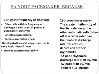 SA NODE PACEMAKER BECAUSE
1) Highest frequency of discharge
 Other cells with low frequency of
discharge Called latent or potential
pacemakers; abnormal
or ectopic pacemakers.
 Become pacemaker when:
Develop rhythmical discharge rate that is
more Rapid than SA node.
 Develop excessive excitability
2) Of overdrive suppression
The greater rhythmicity of
the SA node forces the
other automatic cells to fire
off at a faster rate than
their natural discharge
rate. This causes
depression of their
rhythmicity.
SA node rhythmical
discharge rate = 70-80/min
AV node = 40-60/min
P fibers = 15-40/min
 
