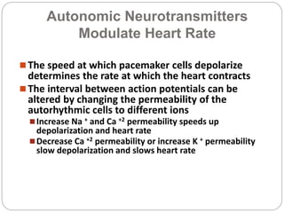 Autonomic Neurotransmitters
Modulate Heart Rate
 The speed at which pacemaker cells depolarize
determines the rate at which the heart contracts
 The interval between action potentials can be
altered by changing the permeability of the
autorhythmic cells to different ions
Increase Na + and Ca +2 permeability speeds up
depolarization and heart rate
Decrease Ca +2 permeability or increase K + permeability
slow depolarization and slows heart rate
 