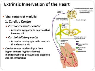 Extrinsic Innervation of the Heart
 Vital centers of medulla
1. Cardiac Center
 Cardioaccelerator center
 Activates sympathetic neurons that
increase HR
 Cardioinhibitory center
 Activates parasympathetic neurons
that decrease HR
 Cardiac center receives input from
higher centers (hypotha-lamus),
monitoring blood pressure and dissolved
gas concentrations
 