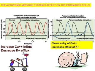 THE AUTONOMIC NERVOUS SYSTEM’S AFFECT ON THE PACEMAKER CELLS
Increase Ca++ influx
Decrease K+ efflux
Slows entry of Ca++
Increases efflux of K+
 