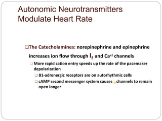 Autonomic Neurotransmitters
Modulate Heart Rate
The Catecholamines: norepinephrine and epinephrine
increases ion flow through If and Ca+2 channels
 More rapid cation entry speeds up the rate of the pacemaker
depolarization
 Β1-adrenergic receptors are on autorhythmic cells
 cAMP second messenger system causes If channels to remain
open longer
 