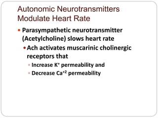 Autonomic Neurotransmitters
Modulate Heart Rate
 Parasympathetic neurotransmitter
(Acetylcholine) slows heart rate
Ach activates muscarinic cholinergic
receptors that
 Increase K+ permeability and
 Decrease Ca+2 permeability
 