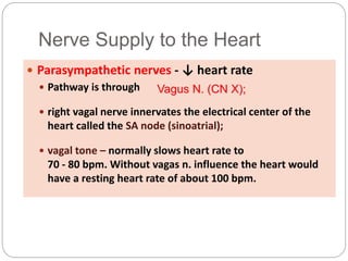Nerve Supply to the Heart
 Parasympathetic nerves - ↓ heart rate
 Pathway is through
 right vagal nerve innervates the electrical center of the
heart called the SA node (sinoatrial);
 vagal tone – normally slows heart rate to
70 - 80 bpm. Without vagas n. influence the heart would
have a resting heart rate of about 100 bpm.
Vagus N. (CN X);
 