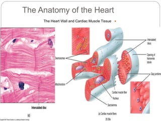 The Anatomy of the Heart
The Heart Wall and Cardiac Muscle Tissue
Figure 12-4(c)
 