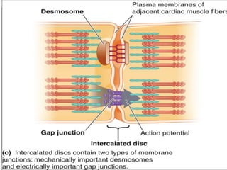 The Anatomy of the Heart
Cardiac Muscle Cells
Shorter than skeletal muscle fibers
Have single nucleus
Have striations (sarcomere organization)
Depend on aerobic metabolism
Connected by intercalated discs
Copyright © 2007 Pearson Education, Inc., publishing as Benjamin Cummings
 