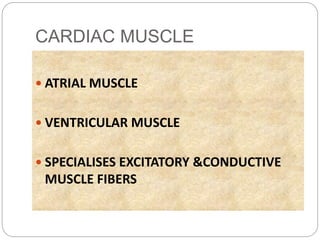 CARDIAC MUSCLE
 ATRIAL MUSCLE
 VENTRICULAR MUSCLE
 SPECIALISES EXCITATORY &CONDUCTIVE
MUSCLE FIBERS
 