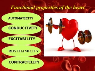 Functional properties of the heart
• F
EXCITABILITY
AUTOMATICITY
CONDUCTIVITY
RHYTHAMICITY
CONTRACTILITY
 