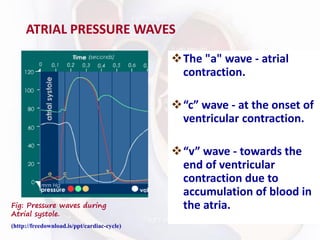 ATRIAL PRESSURE WAVES
❖The "a" wave - atrial
contraction.
❖“c” wave - at the onset of
ventricular contraction.
❖“v” wave - towards the
end of ventricular
contraction due to
accumulation of blood in
the atria.
Fig: Pressure waves during
Atrial systole.
(http://freedownload.is/ppt/cardiac-cycle)
 