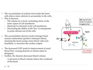 ▪ The accumulation of sodium ions inside the heart
cells allows more calcium to accumulate in the cells.
▪ This is because:
o The release of ca from ca-binding stores at the
inner aspect of cell membrane
o Opening Ca channels in the cell membrane
o Decreasing the ability of the Na/ Ca transporter
to push calcium out of the cells.
▪ The accumulated calcium creates stronger heart
muscle contractions (positive inotropic effect),
meaning the heart pumps more blood with each
heartbeat, i.e increases the cardiac output.
▪ The increased COP result in improvement of renal
blood flow causing diuresis so edema starts to
disappear
▪ Further, the diuresis decreases blood volume.
o A decrease in blood volume relieve the workload
of the heart.
19
 