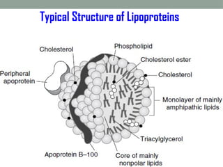 Comprehensive Overview of Lipoproteins and Their Metabolism in ...