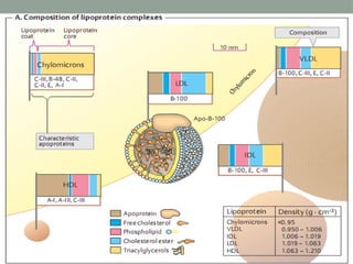 Comprehensive Overview of Lipoproteins and Their Metabolism in ...