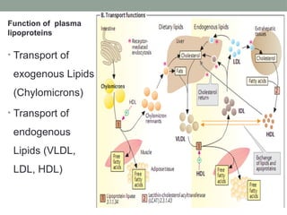 Comprehensive Overview of Lipoproteins and Their Metabolism in ...