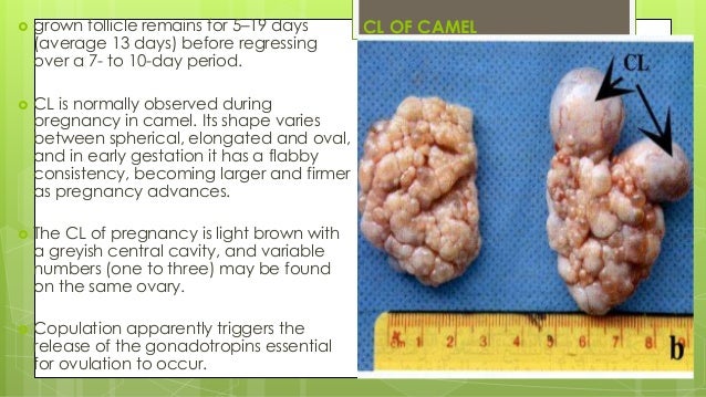 ANOTOMY AND PHYSIOLOGY OF REPRODUCTIVE SYSTEM OF SHE CAMEL