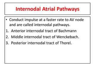 • Causes of AV nodal delay
AV node made of small diameter fibers, which
have low conduction velocity.
Multiple branching...