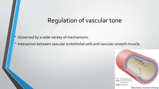 Regulation of vascular tone
• Governed by a wide variety of mechanisms.
• Interaction between vascular endothelial cells and vascular smooth muscle.
 