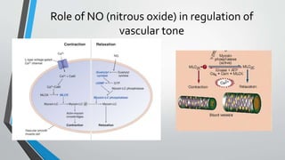 Role of NO (nitrous oxide) in regulation of
vascular tone
 