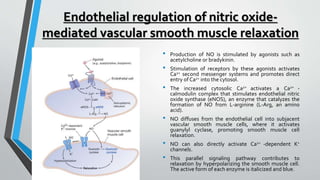 Endothelial regulation of nitric oxide-
mediated vascular smooth muscle relaxation
• Production of NO is stimulated by agonists such as
acetylcholine or bradykinin.
• Stimulation of receptors by these agonists activates
Ca2+ second messenger systems and promotes direct
entry of Ca2+ into the cytosol.
• The increased cytosolic Ca2+ activates a Ca2+ -
calmodulin complex that stimulates endothelial nitric
oxide synthase (eNOS), an enzyme that catalyzes the
formation of NO from L-arginine (L-Arg, an amino
acid).
• NO diffuses from the endothelial cell into subjacent
vascular smooth muscle cells, where it activates
guanylyl cyclase, promoting smooth muscle cell
relaxation.
• NO can also directly activate Ca2+ -dependent K+
channels.
• This parallel signaling pathway contributes to
relaxation by hyperpolarizing the smooth muscle cell.
The active form of each enzyme is italicized and blue.
 