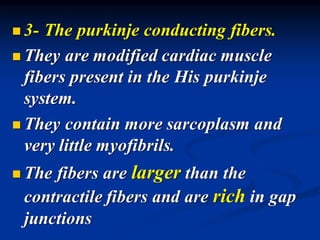 ◼ 3- The purkinje conducting fibers.
◼ They are modified cardiac muscle
fibers present in the His purkinje
system.
◼ They contain more sarcoplasm and
very little myofibrils.
◼ The fibers are larger than the
contractile fibers and are rich in gap
junctions
 