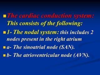 ◼The cardiac conduction system:
This consists of the following:
◼1- The nodal system: this includes 2
nodes present in the right atrium
◼ a- The sinoatrial node (SAN).
◼ b- The atrioventricular node (AVN).
 