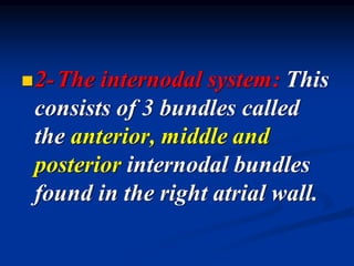 ◼2-The internodal system: This
consists of 3 bundles called
the anterior, middle and
posterior internodal bundles
found in the right atrial wall.
 