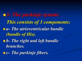 ◼3- The purkinje system:
This consists of 3 components:
◼ a- The atrioventricular bundle
(bundle of His).
◼ b- The right and left bundle
branches.
◼ c- The purkinje fibers.
 