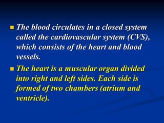 ◼ The blood circulates in a closed system
called the cardiovascular system (CVS),
which consists of the heart and blood
vessels.
◼ The heart is a muscular organ divided
into right and left sides. Each side is
formed of two chambers (atrium and
ventricle).
 