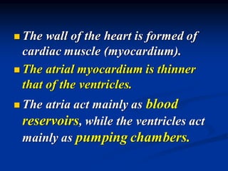 ◼ The wall of the heart is formed of
cardiac muscle (myocardium).
◼ The atrial myocardium is thinner
that of the ventricles.
◼ The atria act mainly as blood
reservoirs, while the ventricles act
mainly as pumping chambers.
 