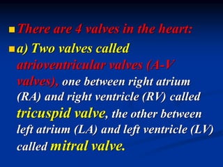 ◼There are 4 valves in the heart:
◼a) Two valves called
atrioventricular valves (A-V
valves), one between right atrium
(RA) and right ventricle (RV) called
tricuspid valve, the other between
left atrium (LA) and left ventricle (LV)
called mitral valve.
 