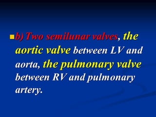 ◼b)Two semilunar valves, the
aortic valve between LV and
aorta, the pulmonary valve
between RV and pulmonary
artery.
 