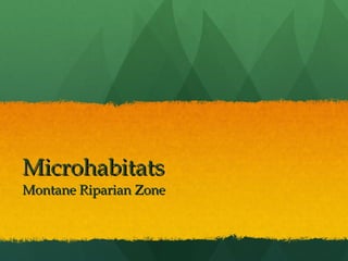 Microhabitats Montane Riparian Zone 