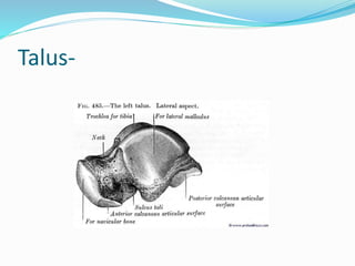 Talus-
 