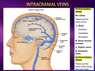 INTRACRANIAL
VEINS
No valves
These are the
veins of the
A. Brain
Cerebral
Cerebellar
Brainstem,
B. Dural venous
sinuses
C. Diploic veins
D. Emissary
veins
EXTRACRANIAL
VEINS
These are the
veins of the scalp,
face and neck
 