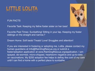 Writing Descriptions That Get Pets Adoption