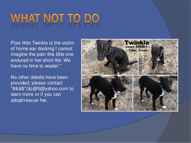 Writing Descriptions That Get Pets Adoption