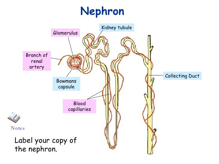 Nephron structure and functions. Cortical and juxtramedullar nephrons photo. Нефрон мыши и верблюда. Ствол генле анатомия. Nephron structure.