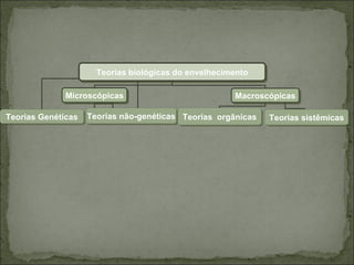 Teorias biológicas do envelhecimento Microscópicas Macroscópicas Teorias Genéticas Teorias não-genéticas Teorias  orgânicas Teorias sistêmicas 