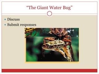 “The Giant Water Bug”

 Discuss
 Submit responses
 