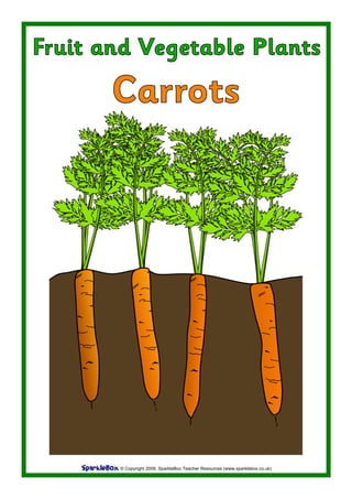 © Copyright 2009, SparkleBox Teacher Resources (www.sparklebox.co.uk)
Fruit and Vegetable Plants
Carrots
 