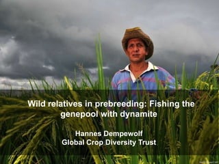 Neil Palmer/CIAT
Wild relatives in prebreeding: Fishing the
genepool with dynamite
Hannes Dempewolf
Global Crop Diversity Trust
 