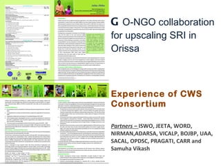 G O-NGO collaboration for upscaling SRI in Orissa Experience of CWS Consortium Partners –  ISWO, JEETA, WORD, NIRMAN,ADARSA, VICALP, BOJBP, UAA, SACAL, OPDSC, PRAGATI, CARR and Samuha Vikash  
