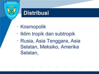 Company LOGO
• Kosmopolik
• Iklim tropik dan subtropik
• Rusia, Asia Tenggara, Asia
Selatan, Meksiko, Amerika
Selatan,
 