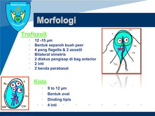 Company LOGO
Trofozoit
• 12 -15 µm
• Bentuk separoh buah peer
• 4 psng flagella & 2 axostil
• Bilateral simetris
• 2 diskus pengisap di bag anterior
• 2 inti
• 2 benda parabasal
Kista
• 9 to 12 µm
• Bentuk oval
• Dinding tipis
• 4 inti
 