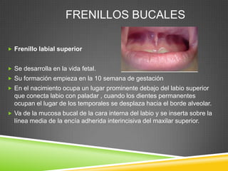 FRENILLOS BUCALES
 Frenillo labial superior
 Se desarrolla en la vida fetal.
 Su formación empieza en la 10 semana de gestación
 En el nacimiento ocupa un lugar prominente debajo del labio superior

que conecta labio con paladar , cuando los dientes permanentes
ocupan el lugar de los temporales se desplaza hacia el borde alveolar.
 Va de la mucosa bucal de la cara interna del labio y se inserta sobre la

línea media de la encía adherida interincisiva del maxilar superior.

 