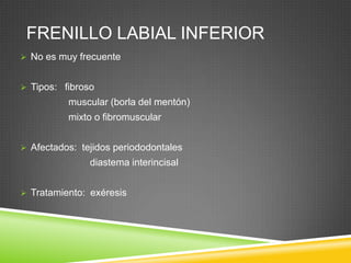 FRENILLO LABIAL INFERIOR
 No es muy frecuente
 Tipos: fibroso

muscular (borla del mentón)

mixto o fibromuscular
 Afectados: tejidos periododontales

diastema interincisal
 Tratamiento: exéresis

 