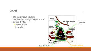 Parotidectomy | PPTX