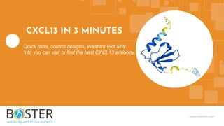 www.bosterbio.com
CXCL13 IN 3 MINUTES
Quick facts, control designs, Western Blot MW.
Info you can use to find the best CXCL13 antibody.
 